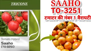 Saaho Hybrid Tomato Variety  Syngenta Saaho  Saaho TO 3251 hybrid Seeds  syngenta tomato seeds [upl. by Pierson]