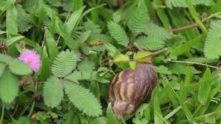 Giant African Snail Touching Mimosa Pudica [upl. by Nuahsyar610]