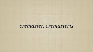 cremaster cremasteris [upl. by Damle]