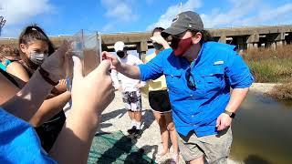 Seining Field Method on Shell Beach [upl. by Aim]