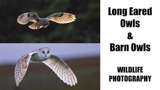 LongEared Owls amp Barn Owls Bird amp Wildlife Photography [upl. by Pineda667]