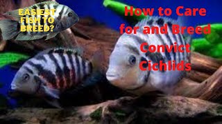 How to Care for and Breed Convict Cichlids [upl. by Ennayllek542]