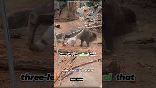 How Does the Giant Anteater Catch Its Prey facts sciencefacts science trending astrospace [upl. by Corrianne651]