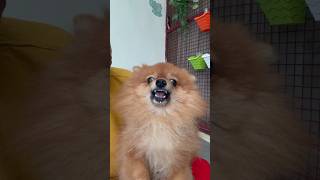 Angry 😡 pom dog poms prettypomeranians [upl. by Ytomit]