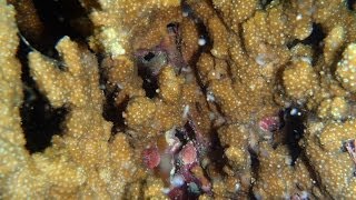 Coral spawning 2013 サンゴの産卵 グレートバリアリーフ ケアンズ ALWING [upl. by Deirdra]