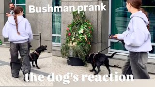 The dog reactionBushman prank [upl. by Trevethick]