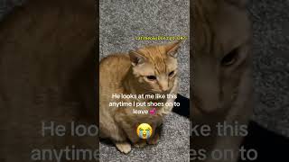 Funny Cat Momentscat catsanimals animalsfypfunnyvideos [upl. by Sregor]