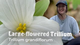 Largeleaved Trillium Trillium grandiflorum  Native Wildflower Identification [upl. by Okun]