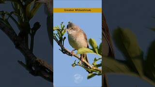 Greater Whitethroats lively Summer song  Birds singing shorts [upl. by Eciryt628]