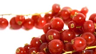 Red Currant Time Lapse [upl. by Horne]