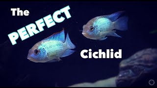 The ELECTRIC BLUE ACARA  A PERFECT Cichlid  The Andinoacara pulcher Profile Video [upl. by Romito464]