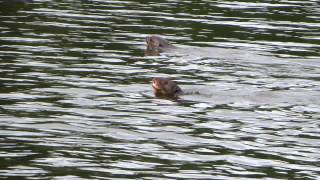 Video of otters talking [upl. by Dnarud]