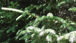 Comment distinguer Sapin et Epicéa  How to distinguish Fir and Spruce [upl. by Goar]