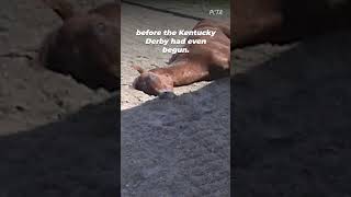 The Horse Death Toll at Churchill Downs shortsyoutube [upl. by Bee]