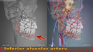 Inferior alveolar artery Syn dental artery  Arteries of head and neck  3D Human Anatomy [upl. by Euqinom]