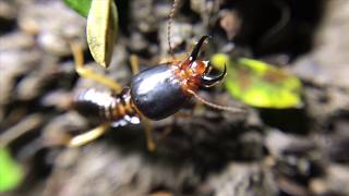 Carebara Diversa VS Macrotermes Carbonarius [upl. by Pachston]