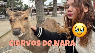 Este Lugar nos puso TRISTES 💔 Conociendo la CIUDAD de los CIERVOS 🇯🇵🦌 [upl. by Leavelle752]