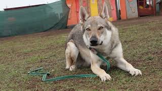 The Czechoslovakian Wolfdog [upl. by Nagyam]