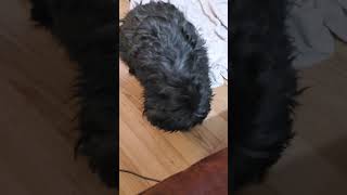 Confused ShihPoo Dog Struggles to Untangle Piece of Cheese from his Fur  1494589 [upl. by Kohn423]