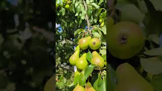 Pear Tree pear peartree trending satisfying [upl. by Adiela701]