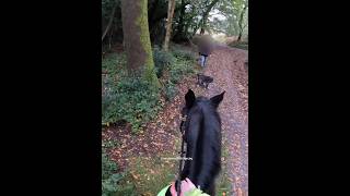 Out of control dog on a bridleway with no apology from the owner horse dog horseriding dogwalk [upl. by Aneehs653]