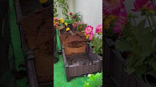 🌿 How to use Cocopeat Brick lmprove it soilimprovement soil compostingworms cocopeat [upl. by Territus]