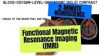 2Minute Neuroscience Functional Magnetic Resonance Imaging fMRI [upl. by Hootman]