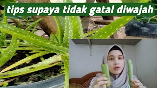 tips masker lidah buaya agar tidak gatal  cara memakai masker lidah buaya yg benar [upl. by Shelah345]