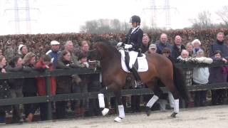 Electron kwpn  Stallion Show Kuypers 2014 [upl. by Pegeen]