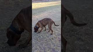 Great Dane ampBull mastiff Vincenzosilva79 [upl. by Volding]