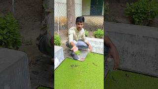 💥😀collecting duckweed plants from college garden 😀💥telugu trending viral aquarium fishkeeper [upl. by Neelik]