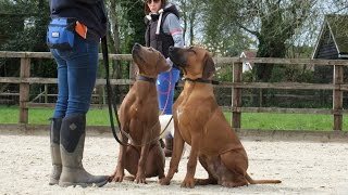 India amp Kilo  Rhodesian Ridgeback Puppys  2 Week Residential Dog Training At Adolescent Dogs [upl. by Arihsay]