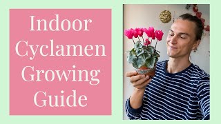 CYCLAMEN Ultimate Growing Guide amp After Bloom Care [upl. by Yrtsed119]