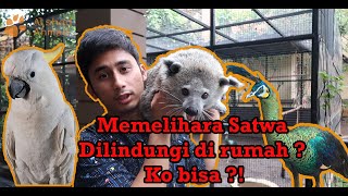 MEMELIHARA SATWA DILINDUNGI DIRUMAH  KOK BISA  Binturong Jawa Kakatua Merak Jawa [upl. by Guod760]