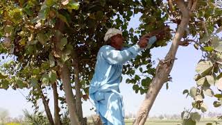 Kachnar tree plant  How To grow kachnar  Bauhinia variegata  kachnar plant care and benefits [upl. by Mossman]