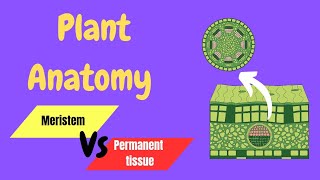 Anatomy of flowering plants part1 Meristem and Permanent tissues in plant [upl. by Avner]