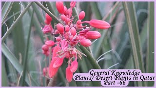 General knowledge part 66  PlantsDesert plants in Qatar [upl. by Lydell]