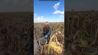 Sunflower Seeds Extraction [upl. by Sauveur]