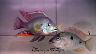 Otopharynx tetrastigma  Coverlens Cichlids  Bandung [upl. by Lletnahs279]