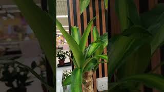 घर के अंदर रखने वाला सुन्दर पौधा है ये Indoor plantDracena marginataCorn plantशुभ नवरात्रि [upl. by Eelytsirk]