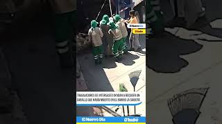 Ibagué Trabajadores de Interaseo recogen un caballo muerto en el barrio La Gaviota [upl. by Inger56]