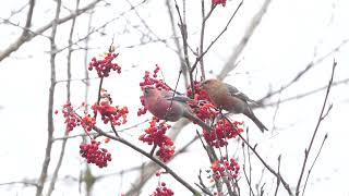 Pine Grosbeaks are coming [upl. by Barbe]