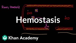 Hemostasis  Advanced hematologic system physiology  Health amp Medicine  Khan Academy [upl. by Jedthus615]