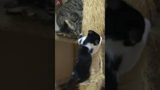 😺 Surprise Hello Older Cats Sudden Approach to Rescued Kitten 🐕👋 shorts [upl. by Chassin]