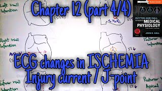 ECG changes in ischemiainfarction chapter 12 part 44  Guyton and Hall text book of physiology [upl. by Adnorat658]