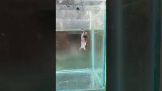 feather tail betta bettafish betta [upl. by Ulises]