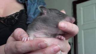 Gambian Pouched Rat Pup [upl. by Anais]