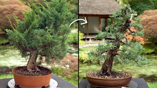 Learn how to create a Juniper Bonsai tree [upl. by Sac]