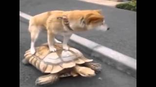 Doge Shibe Riding A Turtle Vine [upl. by Uri]