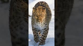 Amur leopard I The Rarest animal [upl. by Chrisman]